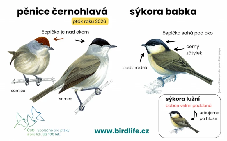 Porovnání pěnice černohlavé s podobnými druhy ptáků.