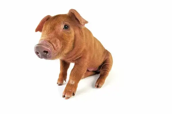 Hnědá mladá prasice plemene mangalica sedící na bílém pozadí.