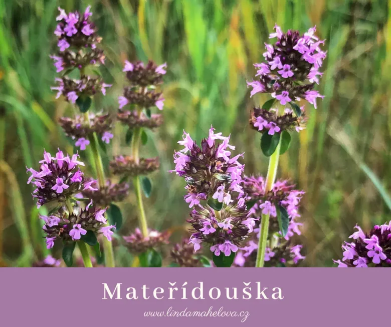 Fialové květy mateřídoušky rostoucí na louce.