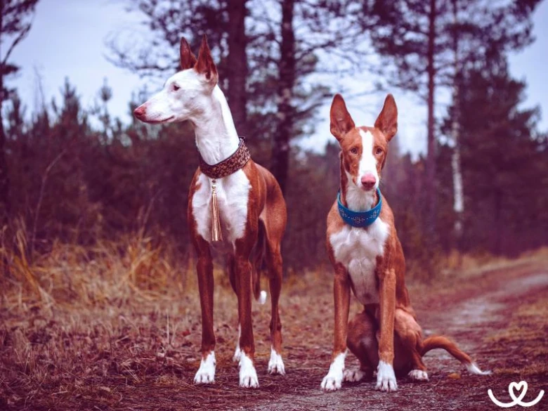 Dva basenji stojí na lesní cestě s přírodním pozadím.