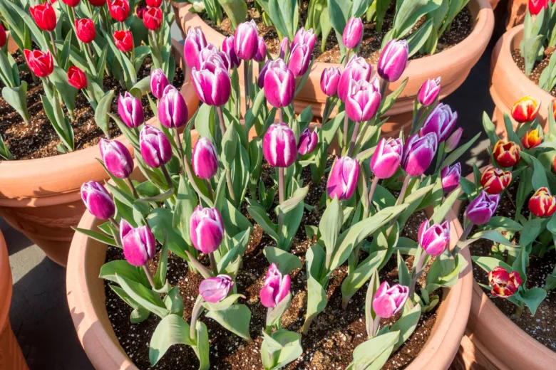 Fialové a červené tulipány v květináčích na slunci