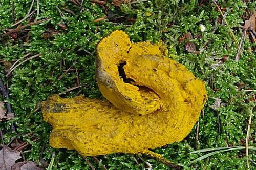 Žlutá jedovatá houba leží na mechu v lese.