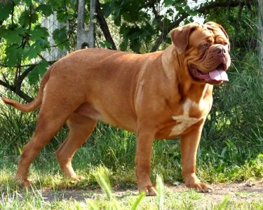 Velký pes rasy Dogue de Bordeaux stojí na trávě.