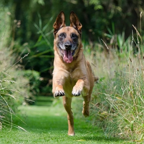 Belgický ovčák malinois běží po trávníku