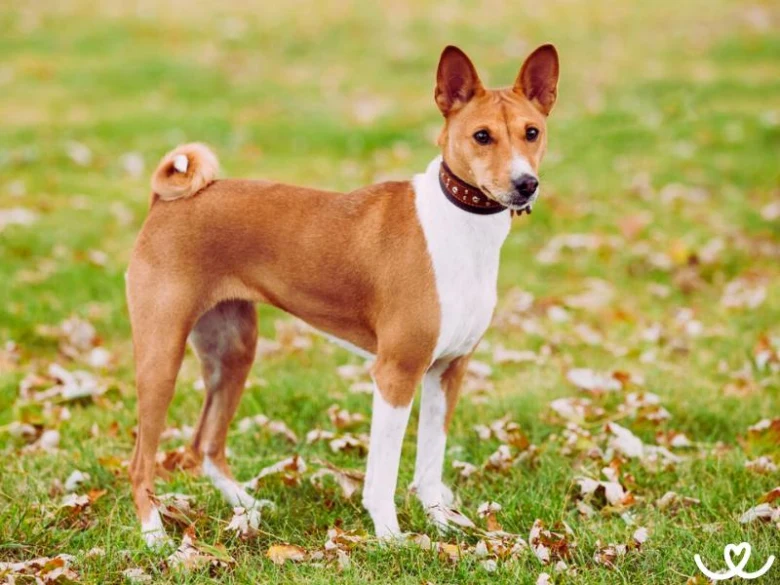 Basenji pes stojí na trávníku s podzimními listy.