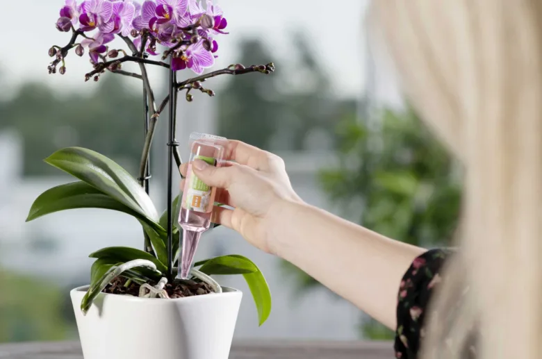 Žena hnojí fialovou orchidej kapátkem s živinami.
