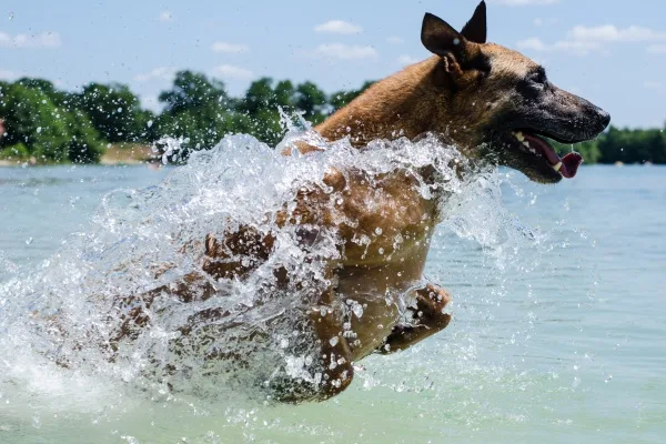 Belgický ovčák malinois v akci ve vodě