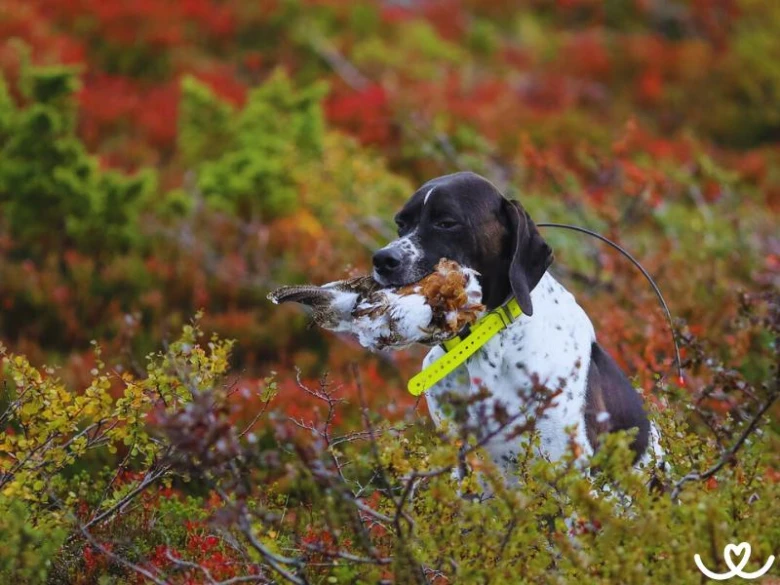 Pointing dog with bird