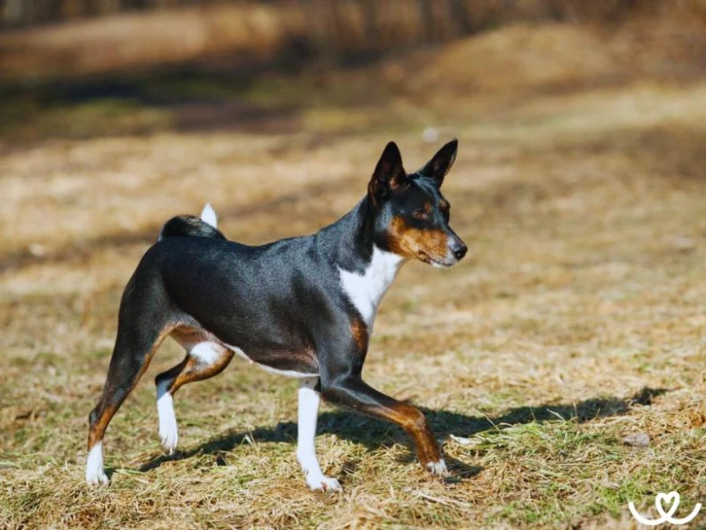 Basenji pes stojí na suché trávě s výraznou postavou.