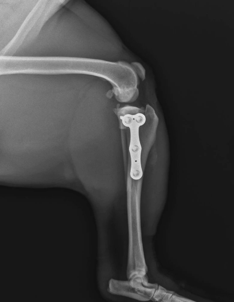 Rentgen psa s implantátem po operaci křížového vazu.