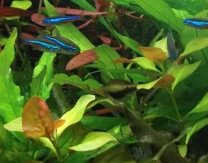 Akvarium s barevnými ryby tétrami mezi zelenou vegetací.